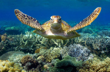Cairns snorkeling with turtles