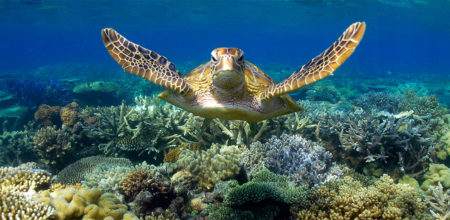 home-banner-01 Cairns snorkeling with turtles