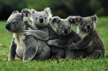 koala-ears-grass-animal-Favim.com-485062-e1427353585942