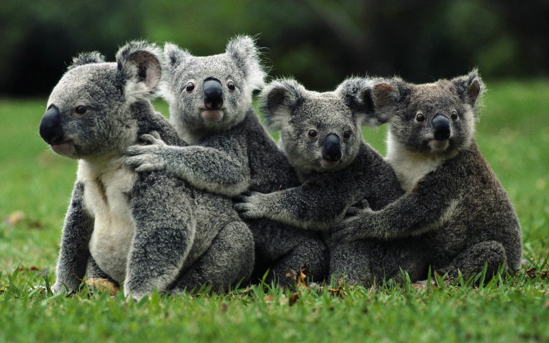 Kuranda Koala Gardens All Cairns Tours