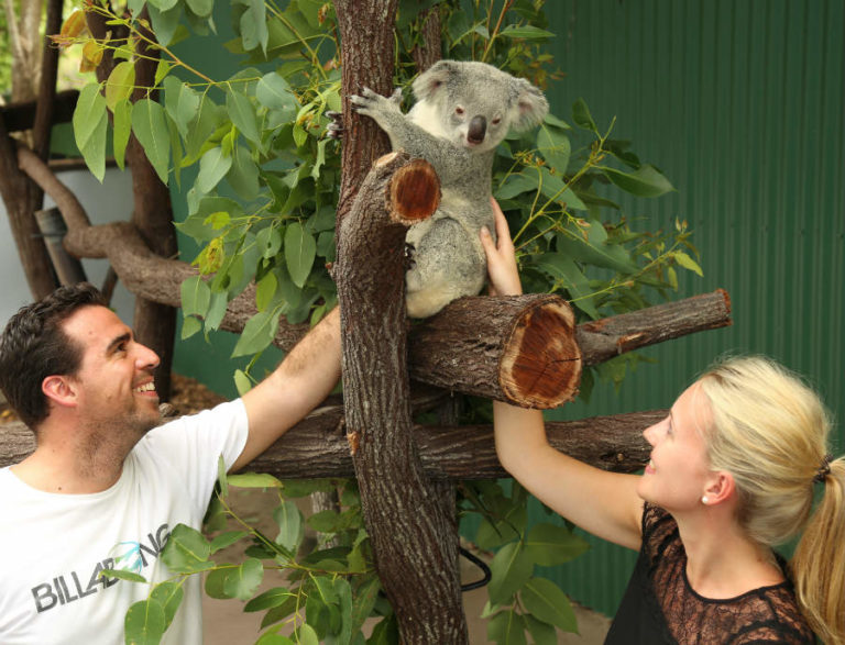koalaholding All Cairns Tours
