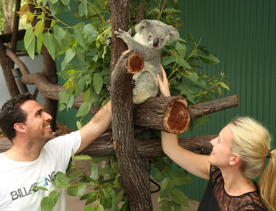 koalaholding All Cairns Tours