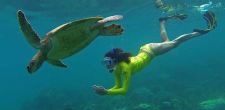 643_image2_web-cape-tribulation-reef-trip Snorkeling with turtles from Cairns