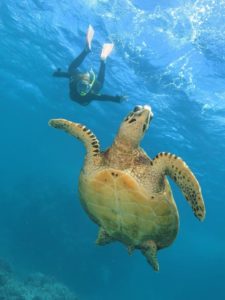 turtle tours Cairns