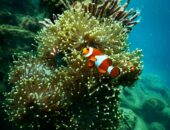 Snorkelling with clown fish from Cairns